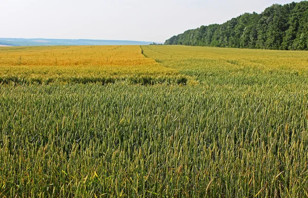 Campo de trigo verde no verão — Fotografia de Stock