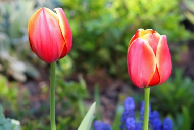 Bahar bahçesinde kırmızı laleler