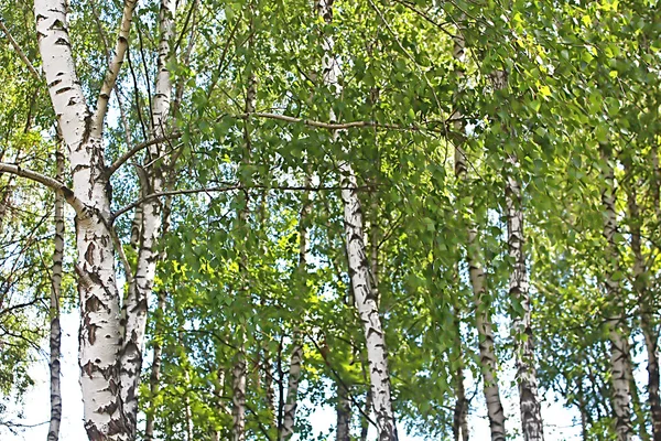 Birkenholz im Frühlingsgarten — Stockfoto