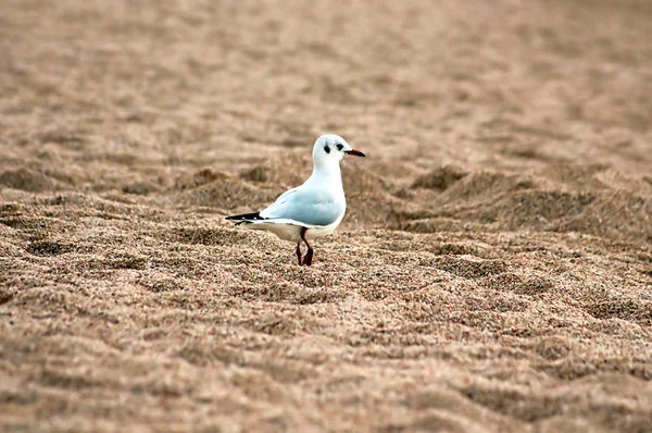 Mouette sur le sable — Photo