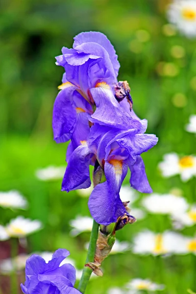 Flor de íris azul está crescendo no jardim — Fotografia de Stock