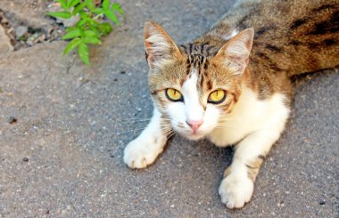 Kedi asfalt üzerinde yalan söylüyor