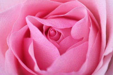 Güzel pembe bir gül. Kapat.