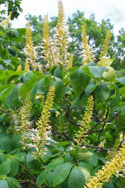 Bahçede paniğe kapılmış çiçekli şişe fırçası Buckeye çalısı manzarası (esteculus parviflora)