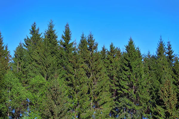 Fur Trees Carpathian Mountains — Stock Photo, Image