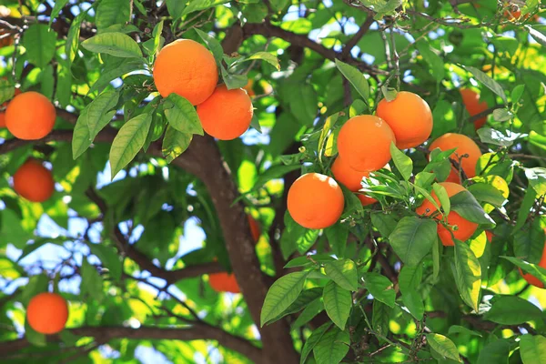 Ripe Juicy Mandarin Oranges Greenery Tree Branches — Stock Photo, Image