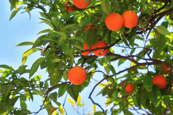 Ripe Juicy Mandarin Oranges Greenery Tree Branches — Stock Photo, Image