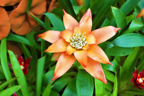 Orangefarbene Blume Der Aechmea Thailand — Stockfoto