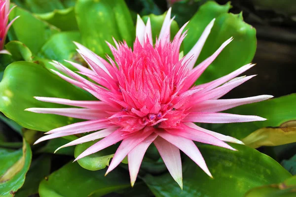 Pink Flower Aechmea Fasciata Plant Also Known Silver Vase Urn — Stock Photo, Image