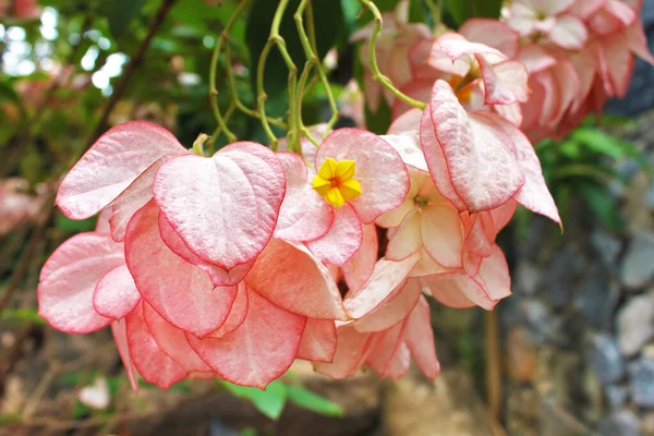 Mazzo Fiori Freschi Rosa Mussaenda Philippica Donna Regina Sirikit Thailandia — Foto Stock