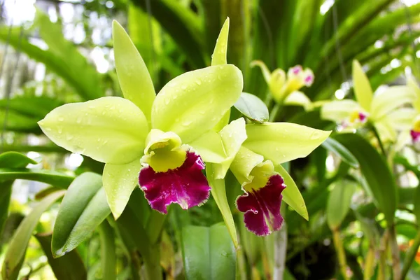 Orchidée Verte Dendrobium Thaïlande — Photo
