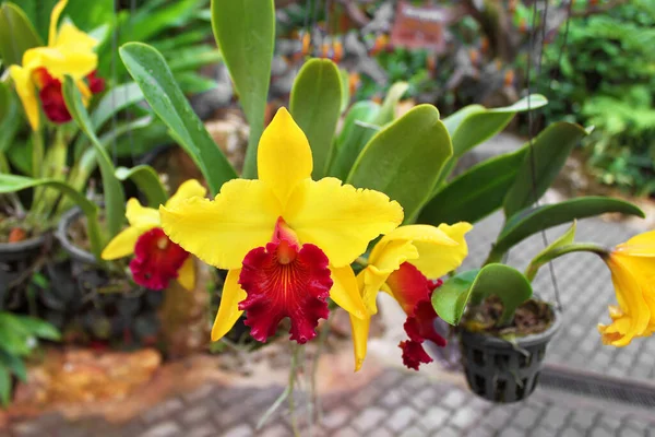 Orquídea Amarilla Del Dendrobio Tailandia —  Fotos de Stock