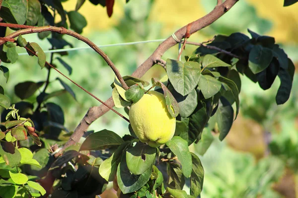 Branch Tree Ripe Quince Fruit Leaves Branch Tied — Stock Photo, Image