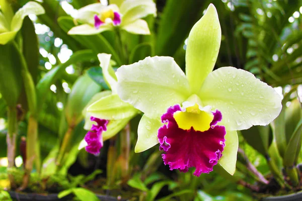 Orchidée Verte Dendrobium Thaïlande — Photo