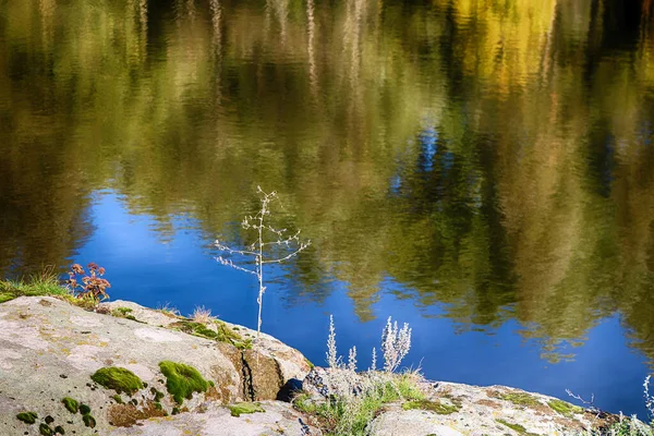 Bella Pianta Germogliata Pietre Sullo Sfondo Lago Che Riflette Fogliame — Foto Stock