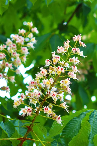 Ramo Castanha Perto Flores Castanha Branca Contra Fundo Folhas Verdes Imagem De Stock