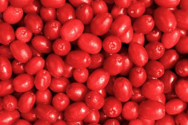 Cornus mas, Cornelian kirazı, Avrupa korneli veya Cornelian kiraz ağacı. Tatlı ve ekşi kırmızı meyve. Dogwood böğürtlenleri
