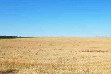 Yazın Ukrayna 'da buğday tarlası