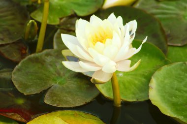 güzel nilüferler göl yeşil yaprakları ile