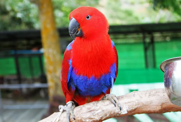 Colorful red parrot, a female Eclectus parrot (Eclectus roratus) — Stock Photo, Image