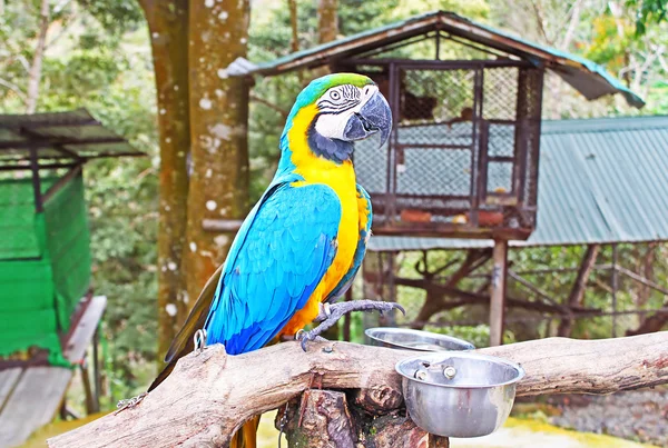 Blue and yellow macaw in the zoo — Stock Photo, Image