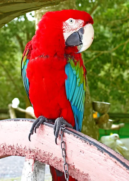 Macaw sitting on branch — Stock Photo, Image