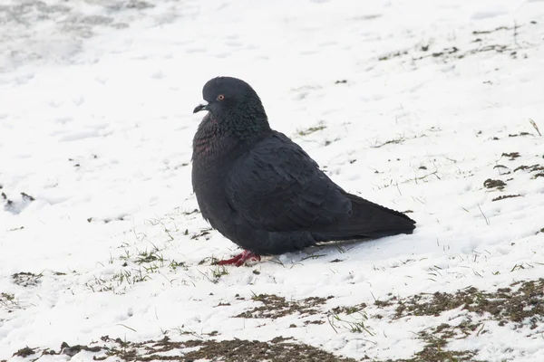 Pigeons sur la neige — Photo