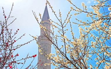 Minareli Ayasofya'nın ve çiçek açan ağaçlar ilkbaharda, Istanbul, Türkiye
