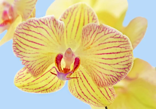 Orchidée jaune phalaenopsis — Photo