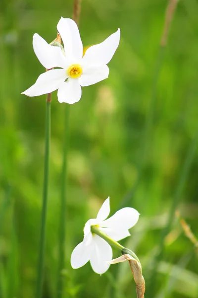 Twee narcissuses in de vallei van narcissen in Khust, Oekraïne — Stockfoto