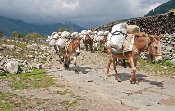 Caravana de burros en Nepal - Annapurna trekking — Foto de Stock