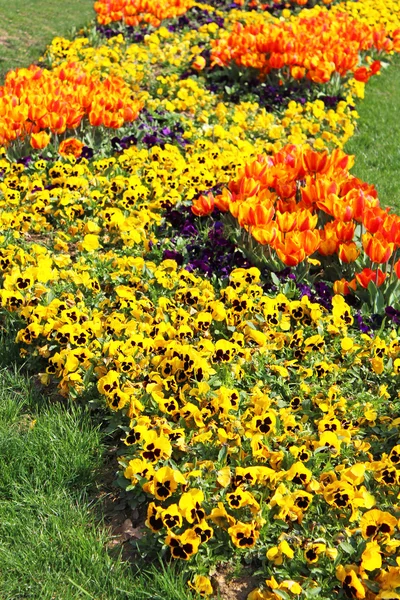 Tulipány a macešky na květinového záhonu — Stock fotografie