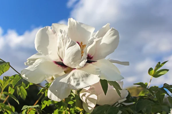 Floreciente peonía blanca contra el cielo azul —  Fotos de Stock