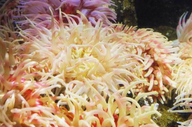 Urticina crassicornis, benekli şakayık, boyalı anemon, akvaryumda Noel şakayığı, Alesund, Norveç