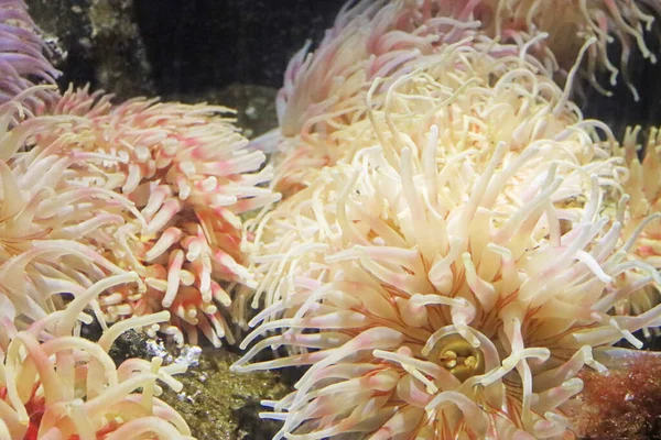 Urticina crassicornis, benekli şakayık, boyalı anemon, akvaryumda Noel şakayığı, Alesund, Norveç