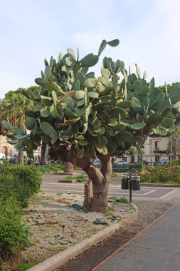 Opuntia ficus-indica, Hint incir opuntia, incir opuntia, dikenli armut Catania, Sicilya, İtalya