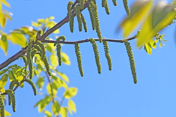 Fındık çiçeği bahar