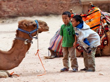 Erkek deve Petra, Jordan içinde tease