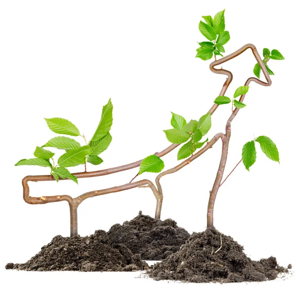 Plant pijl — Stockfoto