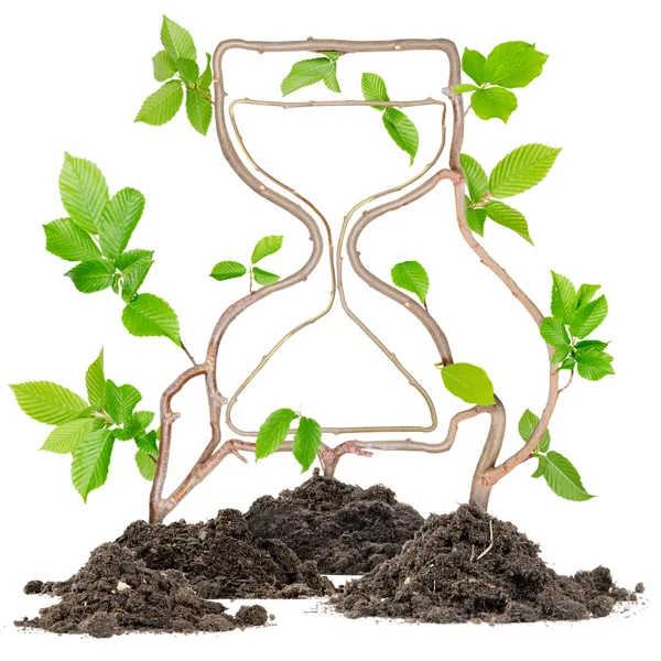 Plant Hourglass — Stock Photo, Image