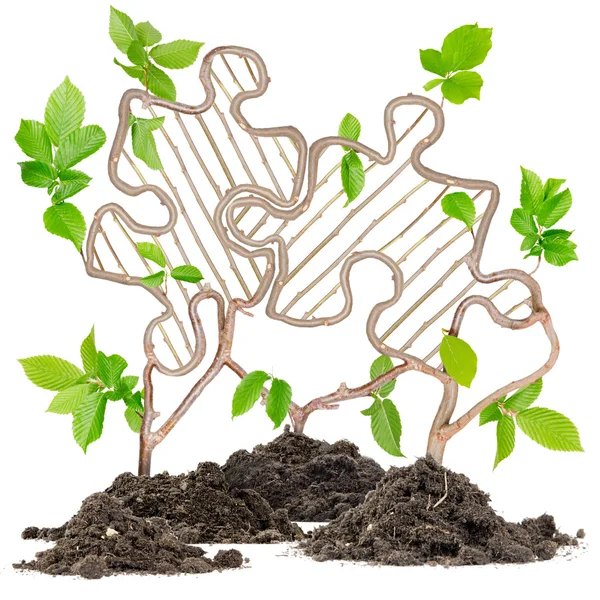 Plant puzzle — Stock Photo, Image