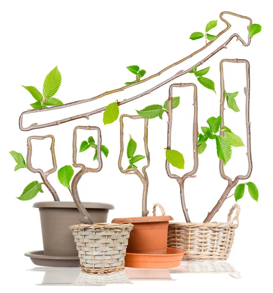 Plant Graph Concept — Stock Photo, Image
