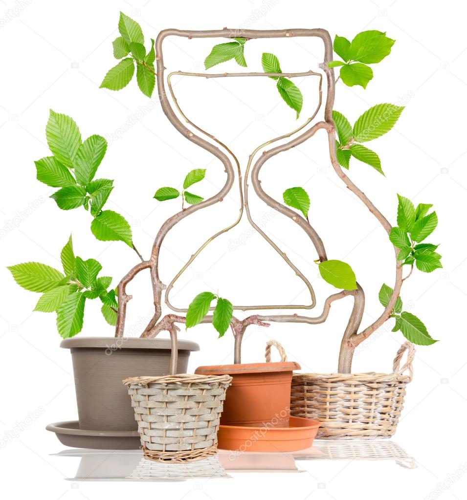 Hourglass Plant Concept
