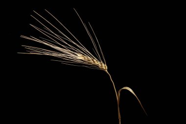 Siyah arkaplanda buğday kulağı, kapat