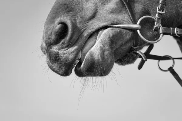 Cabeça de cavalo, preto e branco — Fotografia de Stock