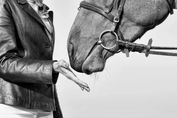 Cavaleiro e Cavalo, Momentos Românticos, Preto e Branco — Fotografia de Stock