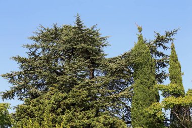 Mavi gökyüzünün arka planında kozalaklı ağaçlar