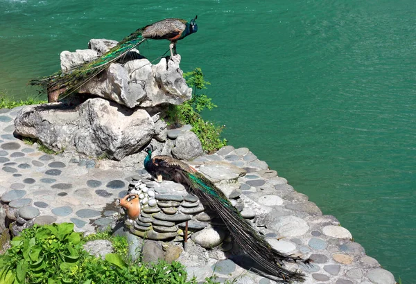 Tavus Kuşu Gölün Arka Planında Kayalara Tünedi — Stok fotoğraf