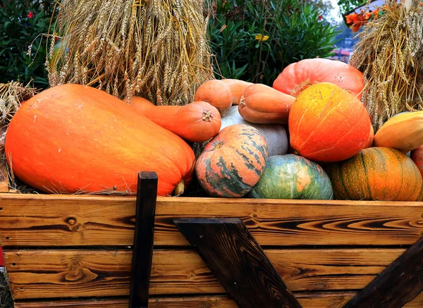Pumpkins on a cart — Stock Photo, Image