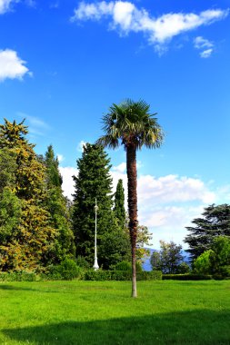 Parktaki palmiye ağacı